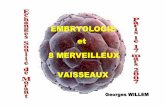 EMBRYOLOGIE eteettet 8 MERVEILLEUX VAISSEAUX · - Microtubules «maternels» ... • L’embryologie , clé de l’acupuncture CONCLUSION Georges Willem. Préfiguration du mouvement
