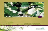 LE CASSIS - Agri-Réseau · 2010-04-30 · La réalisation du présent guide de production a été rendue possible grâce aux contributions financières obtenues dans ... résultat
