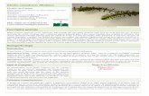 Elodea canadensis Michaux - syndicat-sage- · PDF file Anacharis alsinastrum Bab. ex Planchon Anacharis canadensis Planchon Serpicula verticillata Rostk. & Schmidt Serpicula occidentalis