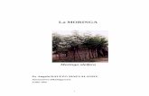 Moringa oleifera · 2015-08-08 · Moringa est un arbre pérenne, à croissance rapide, qui peut atteindre 7 à 12 mètres de hauteur et dont le tronc mesure 20 à 40 cm de diamètre.