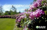 RHODODENDRON · Berk Rhododendron GmbH. Quatre mètres et plus Ici, il s’agit de plantes exclusives de plus de quarante ans, dans des hauteurs et largeurs pouvant atteindre 4 mètres