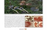micologica-barakaldo.org · 2018-04-17 · Hypholoma ericaeum (Pers.) Kühner, Bull. trimest. Soc. mycol. Fr. 52: 23 (1936) Píleo de hasta 35 mm de diámetro, primero convexo, des-