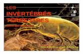 TBE TERRESTRES - Cégep de Sainte-Foy · 2012-12-08 · résister à des doses de radiations de plus de 1000 fois la dose mortelle pour un humain. Survivent aussi à un vide aussi