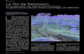 Patrimoine Le Pin de Salzmann - Perspectives Ecologiques Pin... · 2016-08-01 · endémiques : Pin de Salzmann». Le Pin de Salzmann consti-tue donc un enjeu écologique, patrimonial