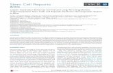 Stem Cell Reports - Ulm ... Stem Cell Reports Article Latexin Inactivation Enhances Survival and Long-Term