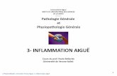 3- INFLAMMATION AIGUË© Paolo Bellavite, Université Verona-Ngozi. 3: Inflammation aiguë L’inflammation est une réaction complexe du tissu conjonctif 1 Épiderme, 2 membrane basale,