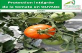 Protetion intégrée de la tomate en Guyane · 2020-03-23 · 2 EN BREF: TECHNIQUES DE PRODUCTION DE LA TOMATE Nous détaillons ici les techniues de poduction de la tomate en pleine
