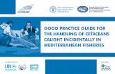 Good practice guide for the handling of cetaceans caught ... · Take photos of the dolphin(s) Contact the relevant national authorities to report each incidental dolphin catch. Describe