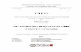 THE)SE) )thesesante.ups-tlse.fr/251/1/2013TOU33051.pdf · nombreuses expériences ont mis en évidence le rôle fondamental du follicule dentaire dans le mécanisme de l’éruption.