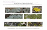 Lichens foliacés corticoles · Les Naturalistes de l’Etoile – Lichens – Simiane- Collongue, Domaine des Marres (13) – 18 et 22 décembre 2016 4 Lichen foliacé saxicole Verrucaria