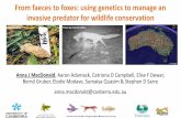 From faecesto foxes: using genetics to manage an invasive ... From faecesto foxes: using genetics to