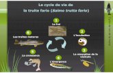 Le cycle de vie de la truite fario ( Salmotrutta fario - Smavas · 2020-04-03 · L’alevin sortant de l’œuf reste dans la frayère. Il ne peut pas encore nager. Il se nourrit