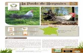 La Poule de Hergnies Fiche · Nom commun : La poule de Hergnies Origine : Nord de la France Dép : Nord (59) Ville : Hergnies Elle tire son nom de la bourgade de Hergnies à l’est
