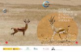 la Péninsule arabique - IUCN · 2017-03-09 · Reem est le nom donné aux gazelles habitant les dunes et les déserts sablonneux mais les deux types de gazelles appelées «Reem»