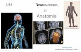 TD Anatomie - univ-lille.frneurocomp.univ-lille1.fr/Cours 2019-2020/TD UE5... · Anatomie •L’objectif de cette séance est d’apprendre à vous repérer dans le système nerveux