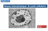 Noyau interphasique & cycle cellulaire Cell nerveuses Cell. Glandulaires ... organisation mol£©culaire