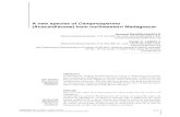 A new species of Campnosperma (Anacardiaceae) from ...sciencepress.mnhn.fr/sites/default/files/articles/pdf/a2004n2a8.pdfArmand RANDRIANASOLO Missouri Botanical Garden, P.O. Box 299,