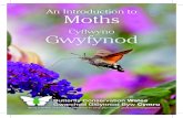 An Introduction to Moths - Butterfly Conservation · There are many myths about moths that can distract us from the important role they play in our ecosystem, but in fact: Mae gwyfynod