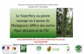 Le Tsiperifery ou poivre sauvage ou à queue de Madagascar ... · toxicité des fruits de différentes compositions chimiques est indispensable afin de préserver la santé des consommateurs.
