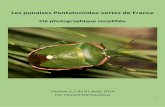Les punaises Pentatomidae vertes de France · 2014-08-04 · 2 Résumé Ce document a pour but de permettre l'identification des punaises de couleur verte que l'on trouve en France