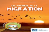 les mystères de la MIGRATION - LPO Auvergne-Rhône-Alpes · 2020-02-11 · 4 Des records d’endurance et de vitesse ! Seuls ou en groupe, les oiseaux battent des records de vitesse