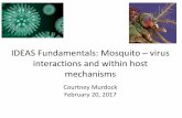 IDEAS Fundamentals: Mosquito virus interactions and within ...courses.ecology.uga.edu/ecol8520-spring2017/wp... · IDEAS Fundamentals: Mosquito –virus interactions and within host