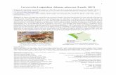 La crevette à capuchon Athanas nitescens (Leach, 1813) nitescen… · ! 1! La crevette à capuchon Athanas nitescens (Leach, 1813) Citation de cette fiche : Noël P. & Anker A.,
