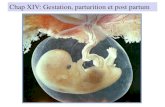 Chap XIV: Gestation, parturition et post partumbhpicard.free.fr/Files/accouchement_imrt.pdf · Chap XIV: Gestation, parturition et post partum . I/ Gestation 1) définitions et étapes