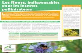 Les fleurs, indispensables pour les insectes pollinisateurs · pollinisateurs • Il existe près de 20 000 espèces d’abeilles dans le monde – 2 000 en Europe ; 1 000 en France.