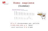 Homo sapiens (homme)education.expasy.org/bioinformatique/pdfs/espece... · 2015-08-18 · Homo sapiens (homme) 23 x 2 chromosomes par cellule 3,000,000,000 x 2 ‘ATGC’ …soit