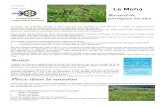 Juillet 2011 Le Moha › wp-content › uploads › 2016 › 07 › Lemoha.pdfPage 3 Le moha 1ère édition D’après un agriculteur faisant pâturer les vaches, la mise en pâture