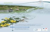 Les espèces exotiques envahissantes dans les milieux aquatiques · PDF file 2018-10-22 · Les espèces exotiques envahissantes dans les milieux aquatiques Connaissances pratiques