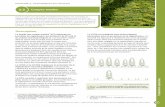 3.3 Coupes totales - Forestier en chef...protection de la haute régénération et des sols (CPHRS), la coupe avec réserve de semenciers (CRS) et la coupe totale sans protection (CTSP)
