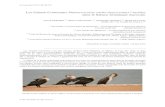 Les Grands Cormorans Phalacrocorax carbo …go-south.org/wp-content/uploads/2014/08/gsb_10_208-220...Entre El Ouatia (Tantan Plage) et l’Oued El Ouaar (25 mars) Une prospection approfondie