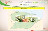 Petit guide pour la production d’ananas en Guyane · Planification de la culture . Il est possible de produire de l’ananas tout au long de l’année, à condition de bien connaitre