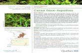 FAMILLE Cypéracées (famille du carex): Carex faux‑lupulina · of North America Editorial Committee (eds.). Flora of North America: North of Mexico, Volume 23: Magnoliophyta: Commelinidae