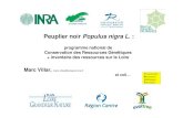 Pop nigra Villar INRA - Centre de Ressources Loire Nature · 2017-01-24 · Populus sp, hybride phy Salix triandra str Salix aurita sac. Surface des écotopes entre St Ay et Guilly