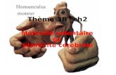 Thème 3B ch2 · musculaire reçoit le message d’un seul motoneurone. IV- la plasticité cérébrale. • 1) plasticité et apprentissage Cliquer 3 fois avec la main droite sur