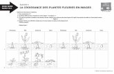 Activit 4 LA CROISSANCE DES PLANTES FLEURIES EN IMAGESlepoiresurvie-sacrecoeur.fr/wp-content/uploads/2020/04/... · 2020-04-28 · LA CROISSANCE DES PLANTES FLEURIES EN IMAGES Observe