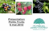 Présentation Petits Fruits 6 mai 2018 - Lajoie · petits fruits allongés délicieux frais, en confitures et en desserts. Tolère tout type de sol et de niveau de pH. Autofertile,