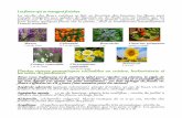 Les fleurs qui se mangent fraiches - Eklablogekladata.com › ... › catalogue-2015-part-2-.pdfSoleil vivace, hauteur 2 m, developpement rapide, floraison en sept Gaura blanche, 60