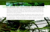 LA SERRE DE L’HISTOIRE DES PLANTES › sites › mnhn.fr › files › documents › doc... · 2017-01-17 · Conifères, Ginkgo, Fougères et Cycas, les Bennettitales présentent