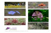 Comptes rendus de la Société Botanique de l'Ardèche, 2017 ... · Comptes rendus de la Société Botanique de l'Ardèche, 2017 n°62 III Trifolium aureum, (Photo Daniel MICHAU)
