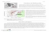 Cendres de Bellecombe - univ-reunion.fr · explosive activity at Piton de la Fournaise volcano. Chapitre 8 in: Active volcanoes of the Southwest Indian Ocean: Piton de la Fournaise