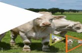 OBSERVATOIRE TIF ’AGRICULTURE …...Légende : La chute des effectifs, régulière depuis 2015 ,concerne d’abord le bassin allaitant (Saône-et-Loire et Nièvre). 515 798 515 351