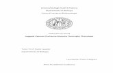 Università degli Studi di Padovatesi.cab.unipd.it/56604/1/Calegaro.Chiara.pdf · 2017-09-27 · ABSTRACT La distrofia muscolare di Duchenne, provocata da mutazioni a livello del
