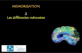 MEMORISATION 2 Les différentes mémoires · Les idées-clés de ce module 1. Nous possédons un grand nombre de zones dédiées aux mémoires, qui fonctionnent toutes en système.