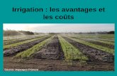 Irrigation : les avantages et les coûts - MAPAQ€¦ · travail afférent à chaque irrigation: heures/ha 0 5x10= 50 2x10= 20 0,25x20= 5 total heures/ha mise en place + 10 irrigations