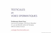 TESTICULES et VOIES SPERMATIQUESurologie-fonctionnelle.com/documents/Cours anatomie/TESTICULES … · TESTICULES = glandes génitales mâles. Situation : dans le scrotum. - forme