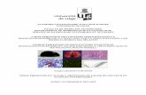 ACADEMIE UNIVERSITAIRE WALLONIE-EUROPE UNIVERSITE DE …bictel.ulg.ac.be/ETD-db/collection/available/ULgetd... · 2016-01-10 · Tam, Phai, Anne-Sophie et Audrey. A toute l’équipe,